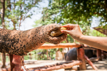 feeding elephant with banan in the zoo