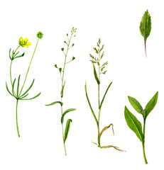 Set of watercolor drawing herbs and flowers