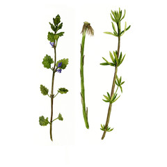 Set of watercolor drawing herbs and leaves