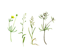 Fototapeta na wymiar Set of watercolor drawing herbs and flowers
