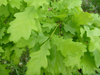 detail of young green oak leaves