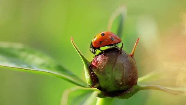 Floral garden. The one ladybug is sitting on a flower of a green plant