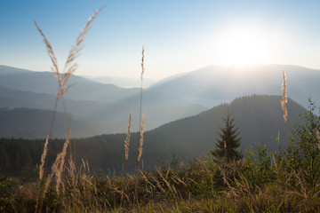 Grass in sunrise with warm light