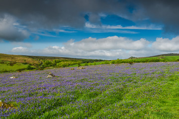 Wild meadow and hills with bluebells
