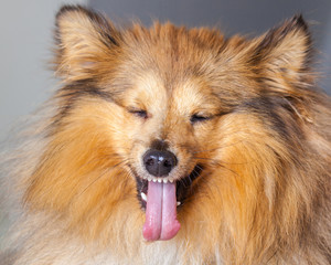 Fototapeta na wymiar shetland sheepdog shows his tongue