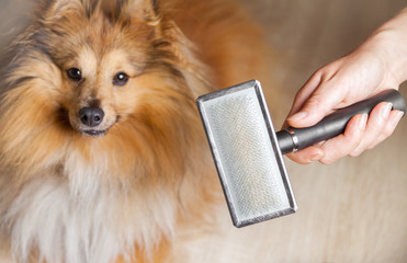 grooming with a dog brush on a shetland sheepdog