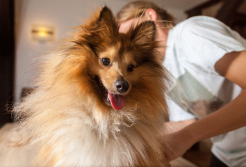Shetland Sheepdog zeigt seine Zunge