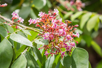 star fruit flower