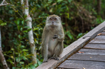 Grey cynomolgus monkeys something to eat (Indonesia)