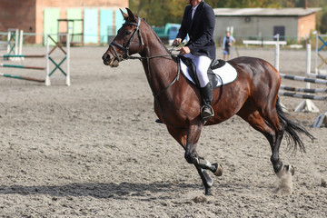 A horse rider in equestrian jumping competition