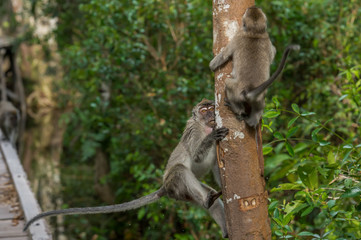 Two gray cynomolgus monkey nimbly climb up the tree (Indonesia)