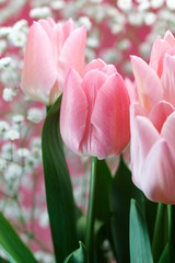 チューリップ
