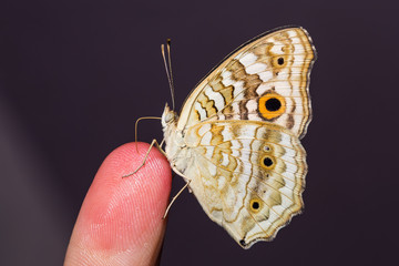 Fototapeta premium Lemon Pansy butterfly
