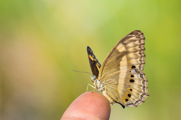 Little Banded Yeoman butterfly