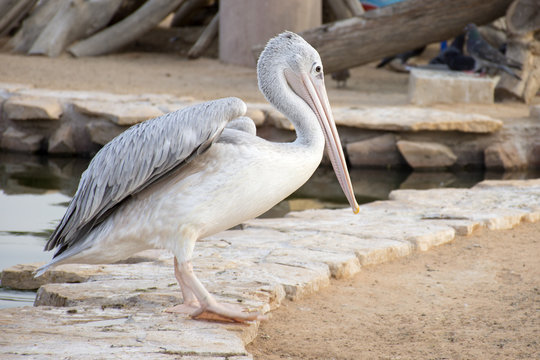 pelican Bird