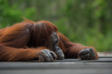 Fototapeta premium Big sad orangutan lying on a wooden platform in the profile (Borneo / Kalimantan, Indonesia)