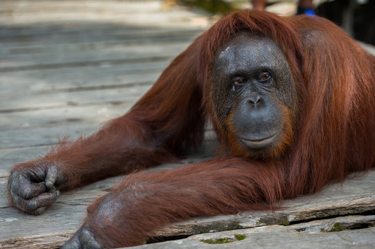 A large red orangutan lying on a wooden platform and thinks (Indonesia, Borneo / Kalimantan)