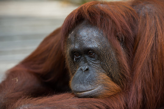 A large red orangutan pensive lying on a wooden platform (Borneo, Indonesia)