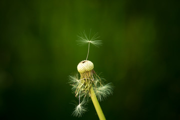Separate dandelion seed with drops of water on a green background.