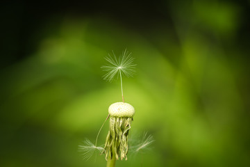 Separate dandelion seed with drops of water on a green background.