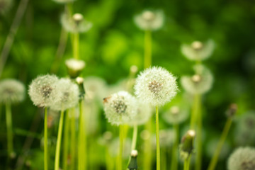 Withered dandelion close range on a green background.
