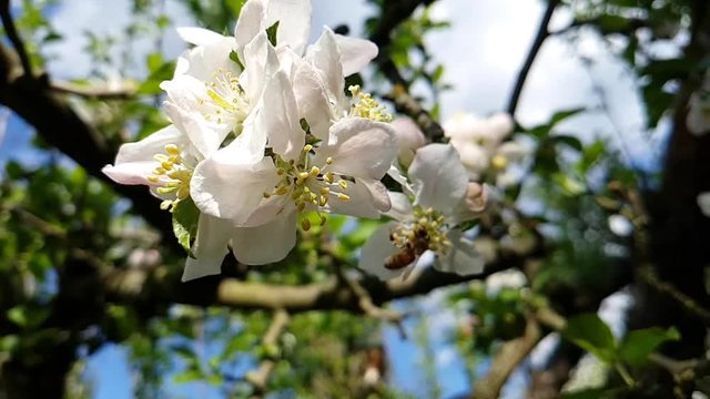 Slow Motion - Biene fliegt zwischen Blüten