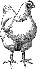 Vintage drawing chicken © unorobus