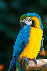 ルリコンゴウインコ