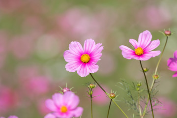 コスモスの花