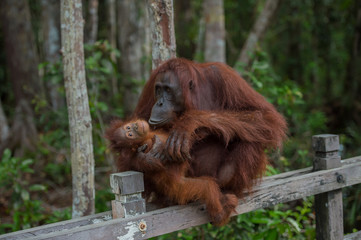 Mama orangutan with her baby silit on a wooden fence, without losing balance (Borneo / Kalimantan, Indonesia)