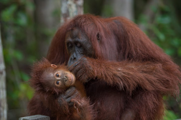 Mama orangutan with her baby silit on a wooden fence and looking for the baby fleas (Borneo / Kalimantan, Indonesia) © alekseev