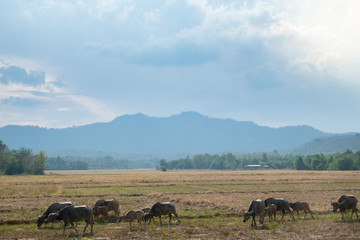 Buffalo in arid fields