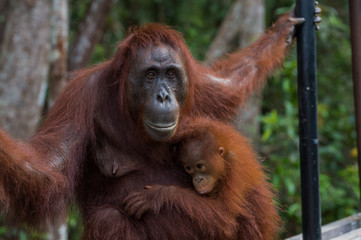 Baby orangutan gently pressed to his good mother (Indonesia)