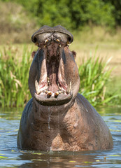 Fototapeta na wymiar Yawning common hippopotamus in the water. The common hippopotamus (Hippopotamus amphibius), or hippo. Africa