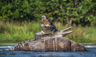 L& 39 accouplement du crocodile du Nil (Crocodylus niloticus). Deux crocodiles à gueule ouverte