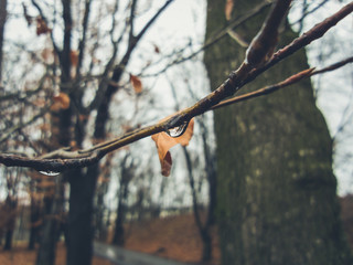 Zweig mit Wassertropfen bei Regenwetter vor einer Allee