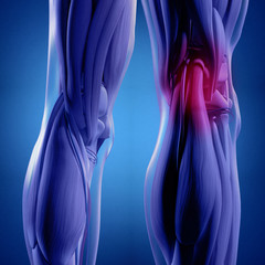 Human anatomy. Back of legs, calf muscles, knees, pain. 3d illustration.