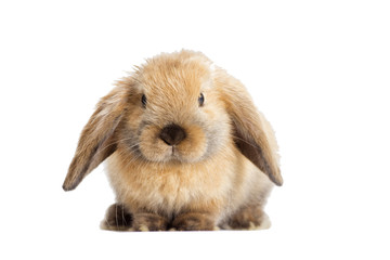 rabbit lop-eared