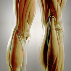 Human anatomy. Back of legs, calf muscles, knees, pain. 3d illustration. © Anatomy Insider