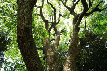 森林内に伸びる新緑の大樹