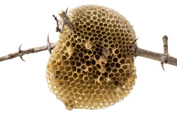 Natural beehive isolated on white background and clipping path