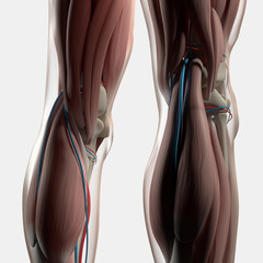 Human anatomy. Back of legs, calf muscles, knees, pain. 3d illustration. - obrazy, fototapety, plakaty