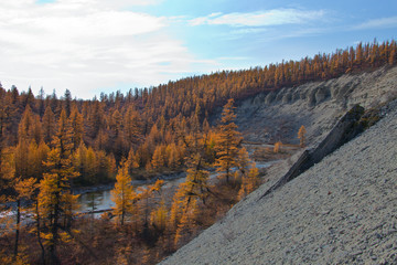 Siberian larch taiga in autumn in the North