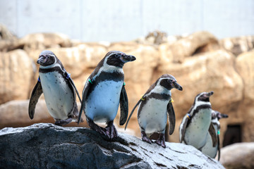 ペンギンのポートレート