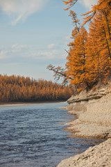 Bank of the river with the Siberian larch