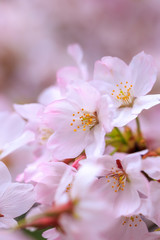 Fototapeta premium 桜の花