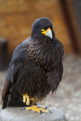  Striated Caracara outdoor