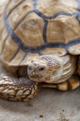 ケヅメリクガメ