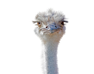 struisvogel vrouwelijk hoofd geïsoleerd