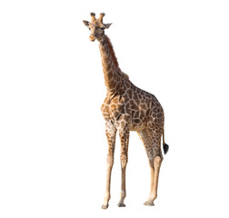 Obraz premium Giraffe isolated on white background